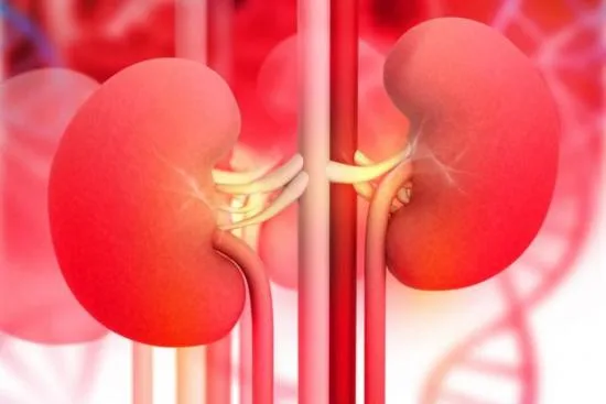 Enfermedad Renal Terminal: qué ocurre en el organismo 2026 Enfermedad Renal Terminal: qué ocurre en el organismo 2026