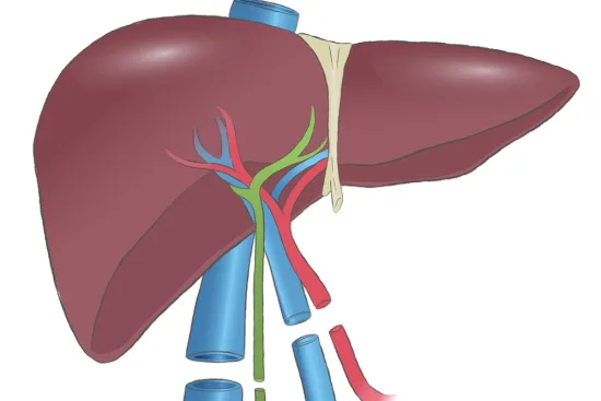 Liver transplant in Turkey