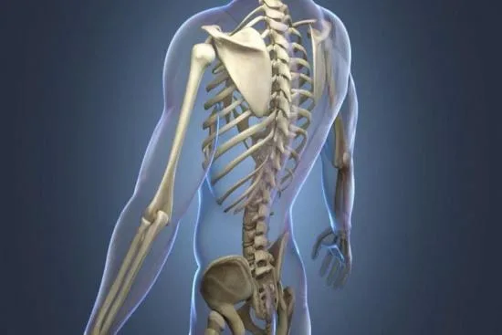 نظرة عامة على طب العظام 2026 نظرة عامة على طب العظام 2026