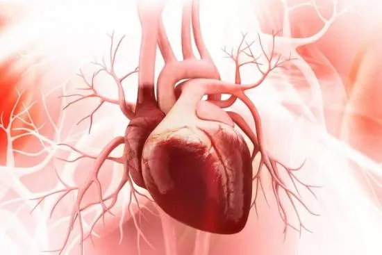 ¿Qué es la cardiopatía valvular? Tipos y cómo afecta al corazón 2026 ¿Qué es la cardiopatía valvular? Tipos y cómo afecta al corazón 2026