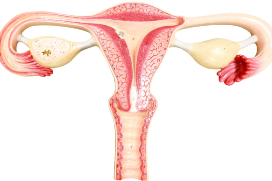 Biopsy of the Endometrium