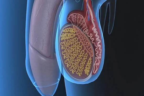 Vasectomy reversal Turkey Vasectomy reversal Turkey